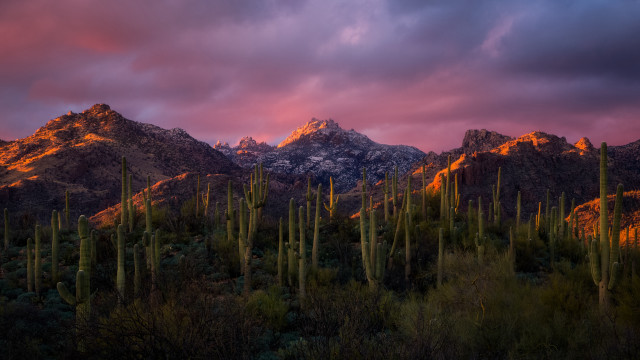 Mountain range sunset cactus foreground free wallpaper for desktop - medium preview image