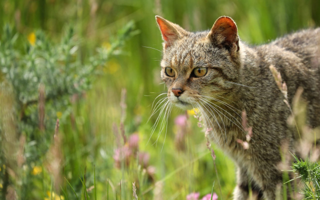 Cat flower field bokeh nature free wallpaper for desktop - medium preview image