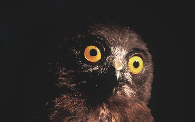 Bird yellow eyes owl moon free wallpaper for desktop - medium preview image