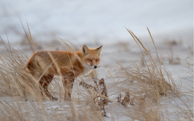 Fox tallgrass snow utilitypole precisionism free wallpaper for desktop - medium preview image