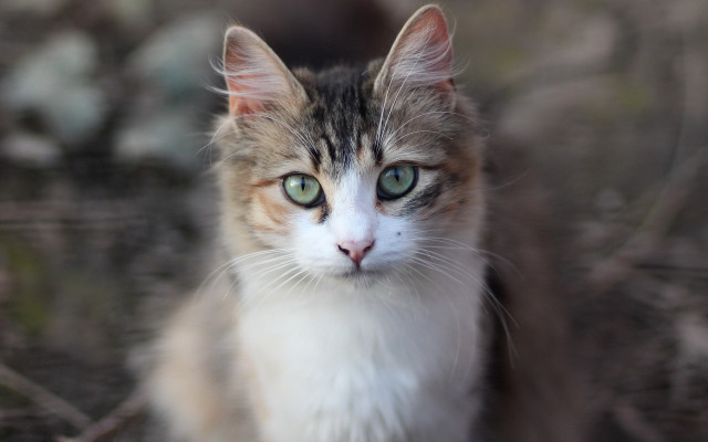 White cat green eyes blurry #3 free wallpaper for desktop - medium preview image