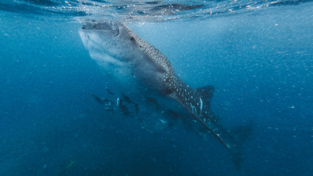 Whale ocean fish astronaut night free wallpaper for desktop - medium preview image