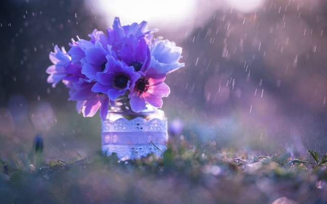 Vase purpleflowers rainyoutdoors macrophotography depthoffield free wallpaper for desktop - medium preview image