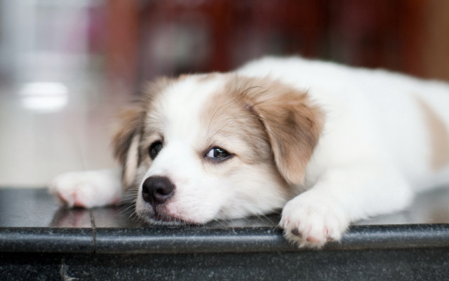 Puppy sad look table jigsaw free wallpaper for desktop - medium preview image