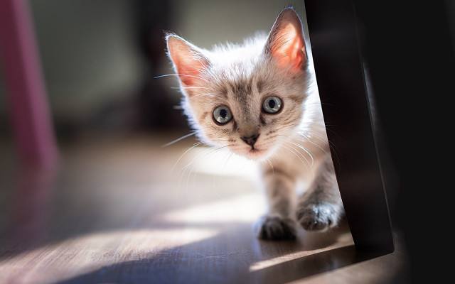 Kitten doorway blurry background big free wallpaper for desktop - medium preview image