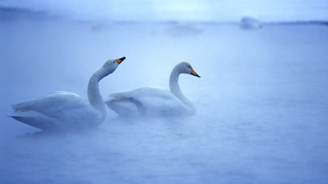 Swans ducks fog misty ocean free wallpaper for desktop - medium preview image