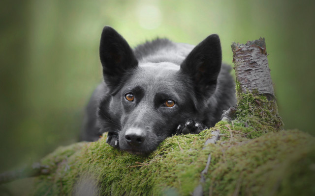 Black dog moss branch woods free wallpaper for desktop - medium preview image