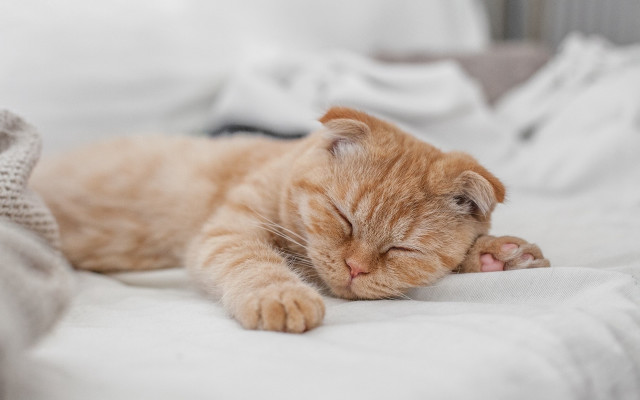 Orange cat sleeping blurry cute free wallpaper for desktop - medium preview image