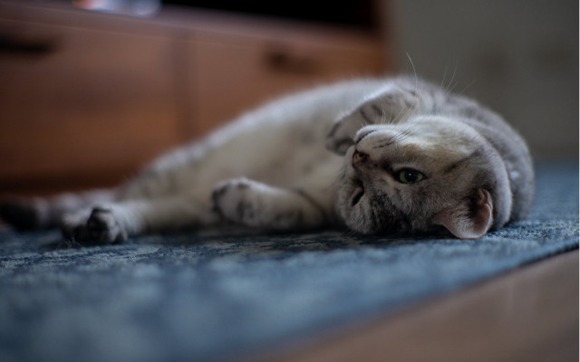 Cat floor dresser tiltshift photorealistic free wallpaper for desktop - medium preview image