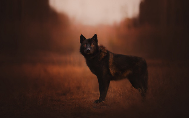 Black brown dog field forest free wallpaper for desktop - medium preview image
