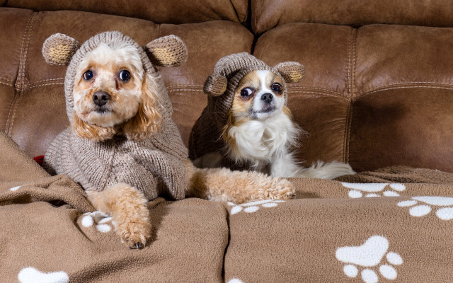 Dog couch sweaters hats pawprints free wallpaper for desktop - medium preview image