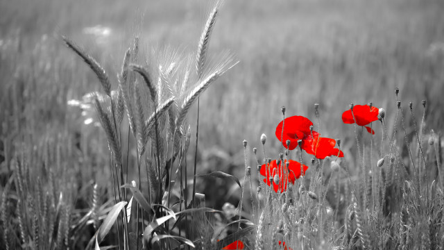 Red poppy field tall grass free wallpaper for desktop - medium preview image