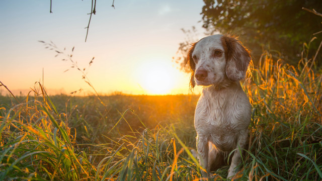 Dog sunset field grass autumn free wallpaper for desktop - medium preview image