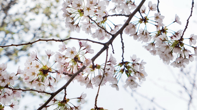 White flower branch blue sky #7 free wallpaper for desktop - medium preview image