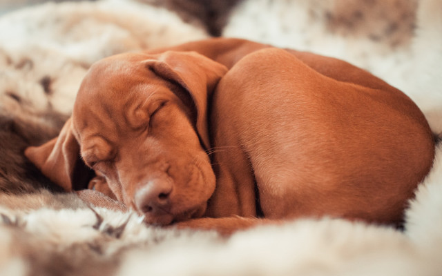 Dog sleeping fluffy blanket elk free wallpaper for desktop - medium preview image