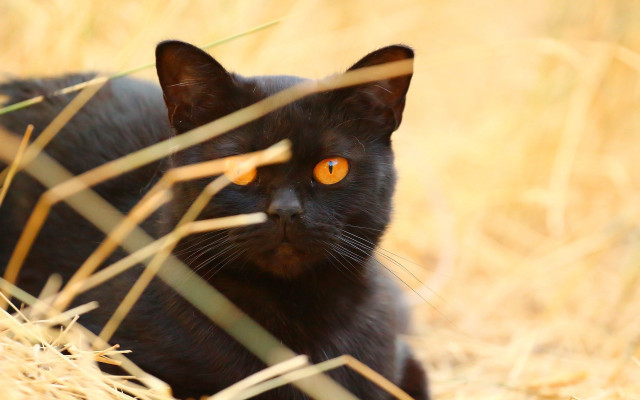 Black cat orange eyes dry free wallpaper for desktop - medium preview image