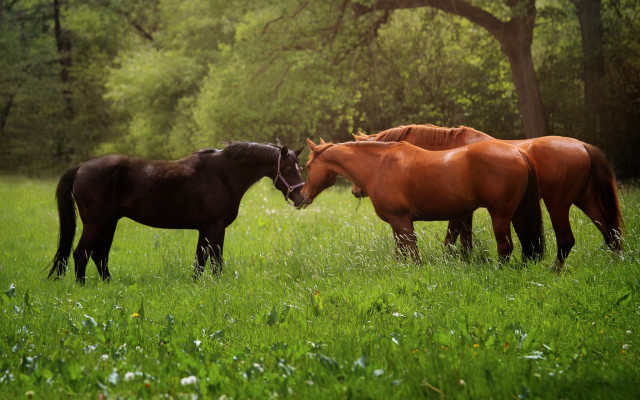 Horses rubbing in field nature free wallpaper for desktop - medium preview image