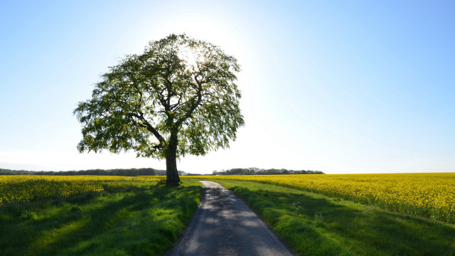 Tree road field flower blue free wallpaper for desktop - medium preview image