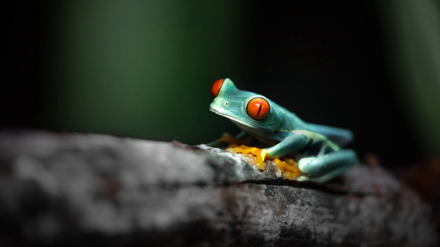 Small green frog red eyes free wallpaper for desktop - medium preview image