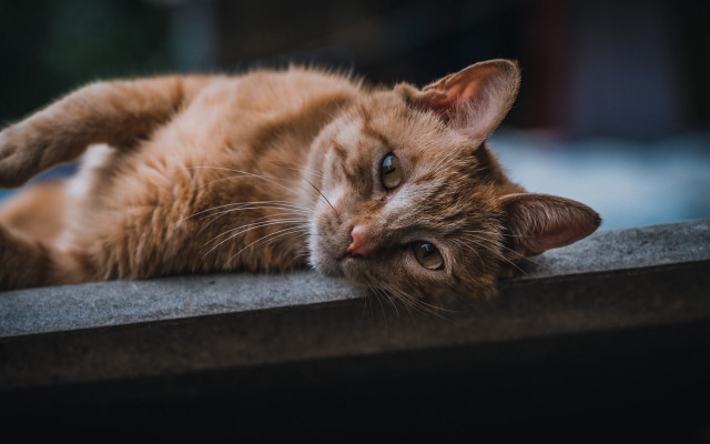 Cat cement wall window sill free wallpaper for desktop - medium preview image