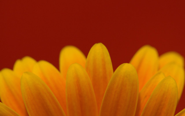 Yellow flower red background macro free wallpaper for desktop - medium preview image