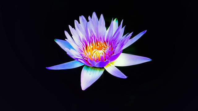 Purple flower yellow center hologram free wallpaper for desktop - medium preview image