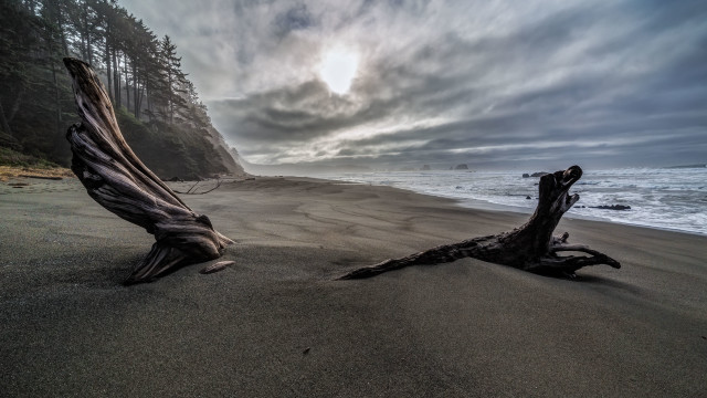 Tree stump beach cloudy sky free wallpaper for desktop - medium preview image
