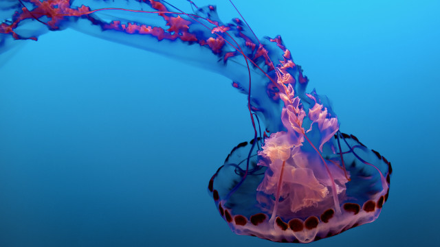 Jellyfish water sky cloud 3d free wallpaper for desktop - medium preview image