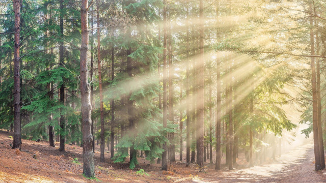 Sunbeam forest path architecture ruins free wallpaper for desktop - medium preview image