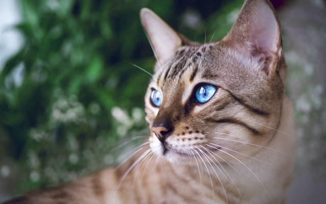 Blue eyes cat bush tree free wallpaper for desktop - medium preview image