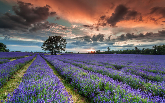 Lavender field cloudy sunset tree free wallpaper for desktop - medium preview image