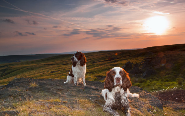 Dogs hill sunset clouds landscape free wallpaper for desktop - medium preview image