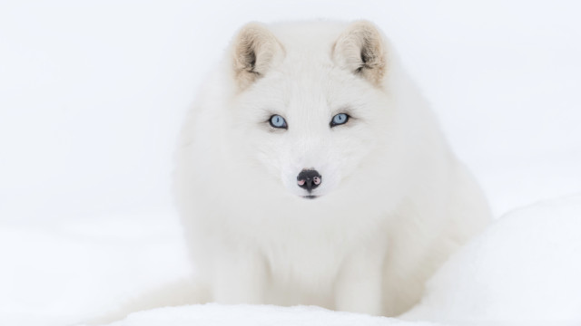White dog blue eyes snow free wallpaper for desktop - medium preview image