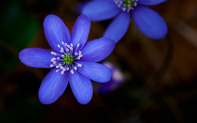 Blue flower butterfly macro dark free wallpaper for desktop - medium preview image