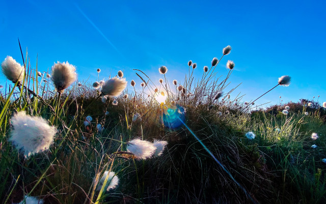 Grass sky whiteflowers sunshine field free wallpaper for desktop - medium preview image