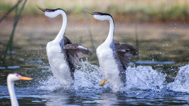 Geese splash water aurora night free wallpaper for desktop - medium preview image
