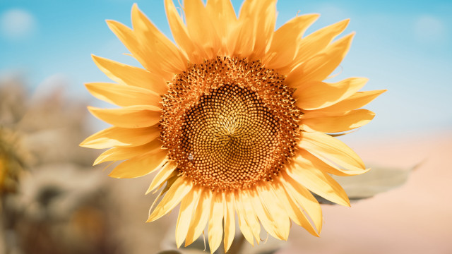 Sunflower blue sky clouds day free wallpaper for desktop - medium preview image