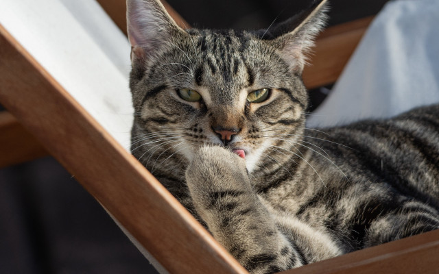 Cat sitting wooden chair paw free wallpaper for desktop - medium preview image