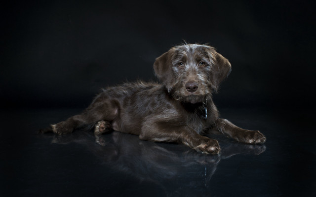 Dog laying black surface closed free wallpaper for desktop - medium preview image