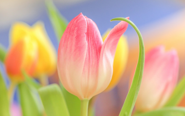 Pink flower closeup bokeh blur free wallpaper for desktop - medium preview image