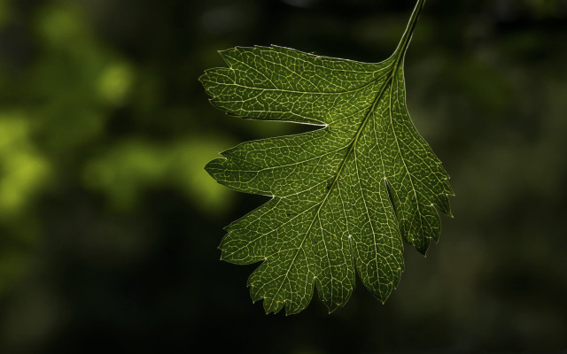Green leaf blurry background macro #3 free wallpaper for desktop - medium preview image