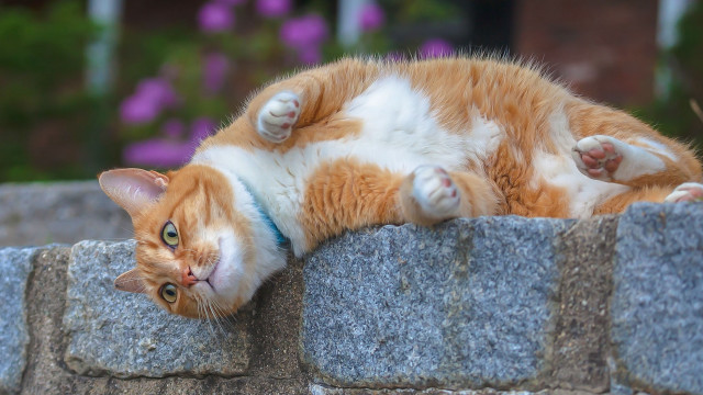 Cat stone wall flower garden free wallpaper for desktop - medium preview image