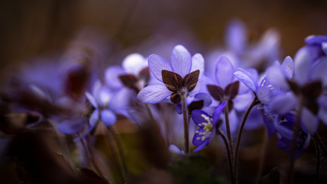 Purple butterfly flower bokeh macro free wallpaper for desktop - medium preview image