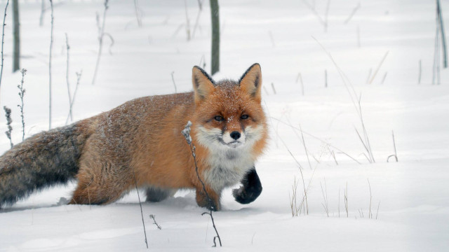 Red fox snow woods tails free wallpaper for desktop - medium preview image