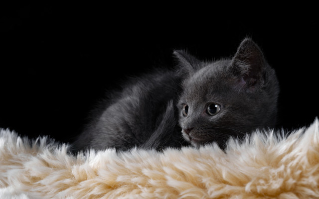 Kitten fluffy blanket black background free wallpaper for desktop - medium preview image