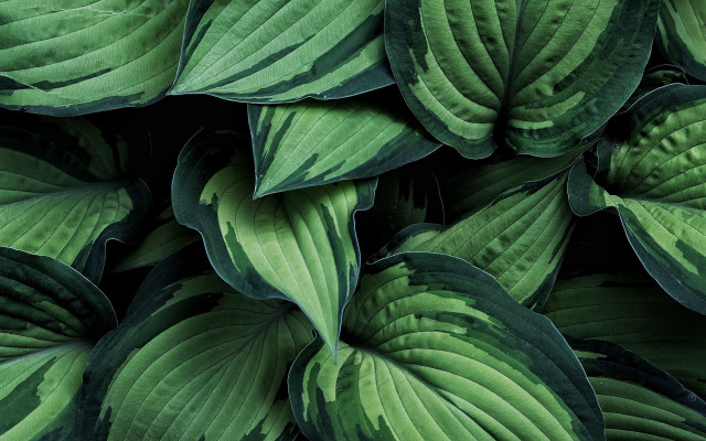 Green plant leaves black background #3 free wallpaper for desktop - medium preview image