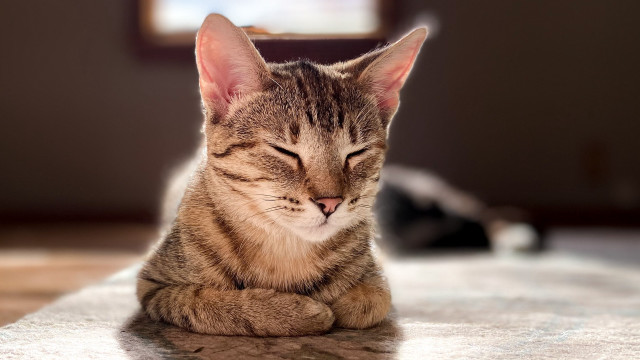 Cat sleeping blurry background photorealistic free wallpaper for desktop - medium preview image