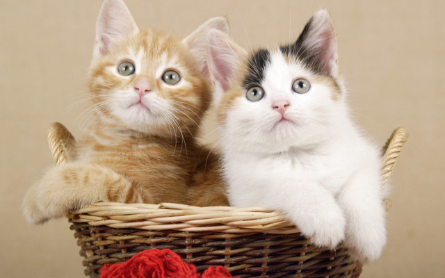 Kittens basket rose cute animal free wallpaper for desktop - medium preview image