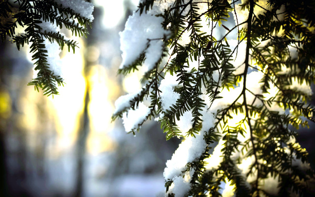 Snowy branch sunlight blurry background free wallpaper for desktop - medium preview image