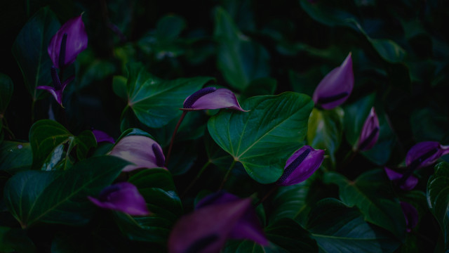 Purple flower green leaves blurry #8 free wallpaper for desktop - medium preview image